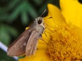 A Tiny Brown Moth Sitting on Top of a Yellow Marigold Royalty Free Stock Photo