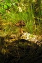 Tiny brown mushroom growing on a log. Closeup shot