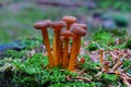 Tiny brown mushroom group on forest floor, fall season nature details