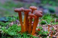 Tiny brown mushroom group on forest floor, macro image
