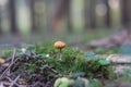 Tiny brown mushroom growing on moss Royalty Free Stock Photo