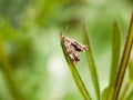 a tiny brown pattern moth resting on a blade of grass blur selective focus outside in forest with antenna