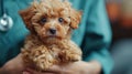 Tiny brown puppy with soft fur held by a person in turquoise scrubs. Veterinary Day