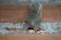 Tiny brown squirrel stealing nuts from the stairs