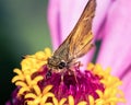 A tiny brown and tan skipper butterfly using its long coiled proboscis tongue to retrieve nectar from a pink zinnia flower.