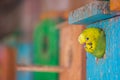 Tiny Budgie parrot face or Parakeet outside the wooden house