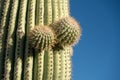 Tiny Buds Jut off of Saguaro Cactus Royalty Free Stock Photo