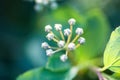 Tiny buds of Spiraea white flowers Royalty Free Stock Photo