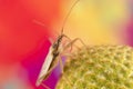 A tiny bug standing on the top of a prairie coneflower with a colorful background and long proboscis