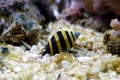 Bumble Bee Snail - Engina sp.