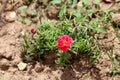 Tiny bush like Moss rose or Portulaca grandiflora fast growing annual plant with open blooming pink flower and closed flower buds