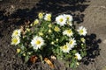 Tiny bush of white Chrysanthemum in October