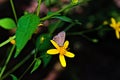 A tiny butterfly eating on a flower