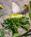 Tiny butterfly feeding on the flower