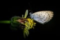 Tiny butterfly going to sleep Royalty Free Stock Photo