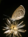 Tiny butterfly going to sleep on the dead flower