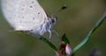 tiny butterfly on grassflower Royalty Free Stock Photo