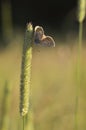 A tiny butterfly on a plant, outdoors