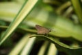 Tiny Butterfly resting on a plant leaf. Royalty Free Stock Photo