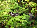 A tiny butterfly is among trees with tiny white flowers. Royalty Free Stock Photo