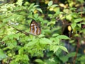 A tiny butterfly is among trees with tiny white flowers. Royalty Free Stock Photo