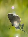 Tiny butterfly on wild flower with bokeh background Royalty Free Stock Photo