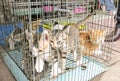 Tiny cage overcrowded with young sad domestic cats at asian market for sale - Vietnam, Saigon