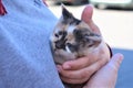 Tiny Rescue Kitten Gets a Home Royalty Free Stock Photo