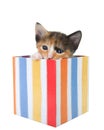 Tiny calico kitten peaking out of striped present box, isolated Royalty Free Stock Photo