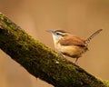 Tiny Carolina Wren (Thryothorus ludovicianus) resting on a tree branch on the blurred background Royalty Free Stock Photo