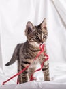 Tiny cat with red tape