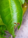 Tiny caterpillar munching on lime tree leaf Royalty Free Stock Photo