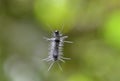 Tiny caterpillar worm hanging from a silk string Royalty Free Stock Photo
