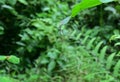 Tiny and hairy caterpillars crawling up and down vertically on silk lines