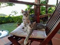 Two beautiful kittens sharing a chair on a porch in the caribbean Royalty Free Stock Photo