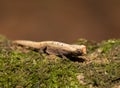 Tiny chameleon Brookesia micra Brookesia minima Royalty Free Stock Photo