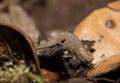 Tiny chameleon Brookesia micra Brookesia minima Royalty Free Stock Photo