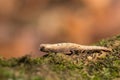 Tiny chameleon Brookesia micra Brookesia minima