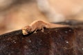 Tiny chameleon Brookesia minima, micra, Madagascar Royalty Free Stock Photo