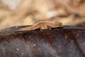 Tiny chameleon Brookesia minima, micra, Madagascar Royalty Free Stock Photo