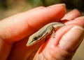 Tiny chameleon