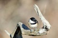 Tiny Chickadee Royalty Free Stock Photo
