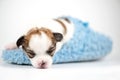 Tiny Chihuahua baby sleeping in blue slipper close-up