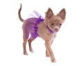 Tiny chihuahua ballerina puppy Royalty Free Stock Photo