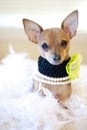 Tiny Chihuahua Dog with flower collar sitting in a bed of white