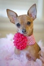 Tiny chihuahua dog with Pink bow sitting on a bed of pink feathers