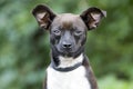 Tiny Chihuahua mixed breed dog pet adoption photo Royalty Free Stock Photo
