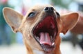 Tiny Chihuahua mouth wide open Royalty Free Stock Photo