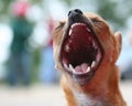 Tiny Chihuahua mouth wide open Royalty Free Stock Photo