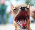 Tiny Chihuahua mouth wide open Royalty Free Stock Photo